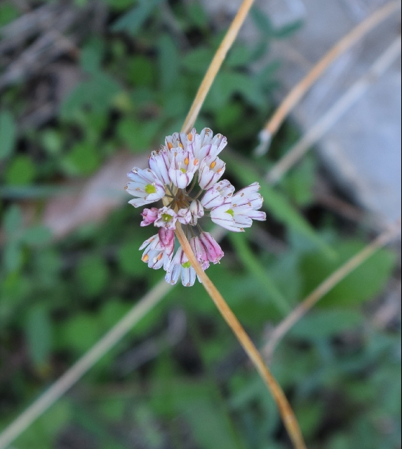 Allium callimischon